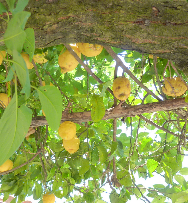 Sorrento lemons limoncello