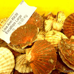 Scallops at Brixham Fish Market