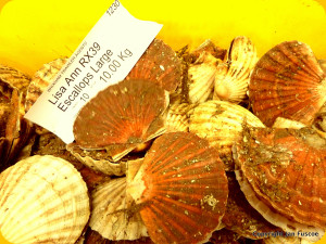 Scallops at Brixham Fish Market