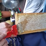 Extracting the honey