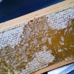 Honey on the comb