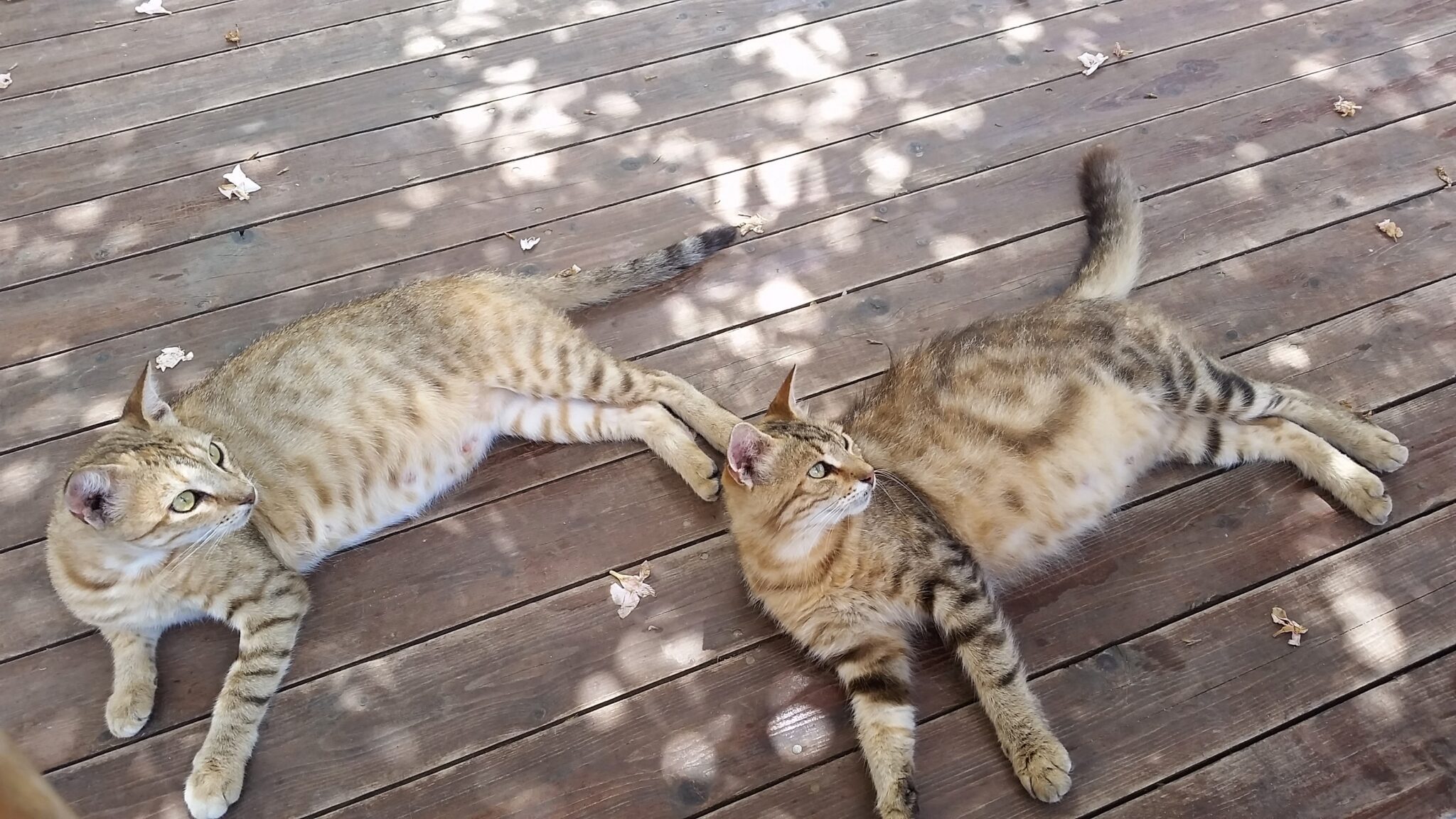 Cats Disinformation Misinformation
