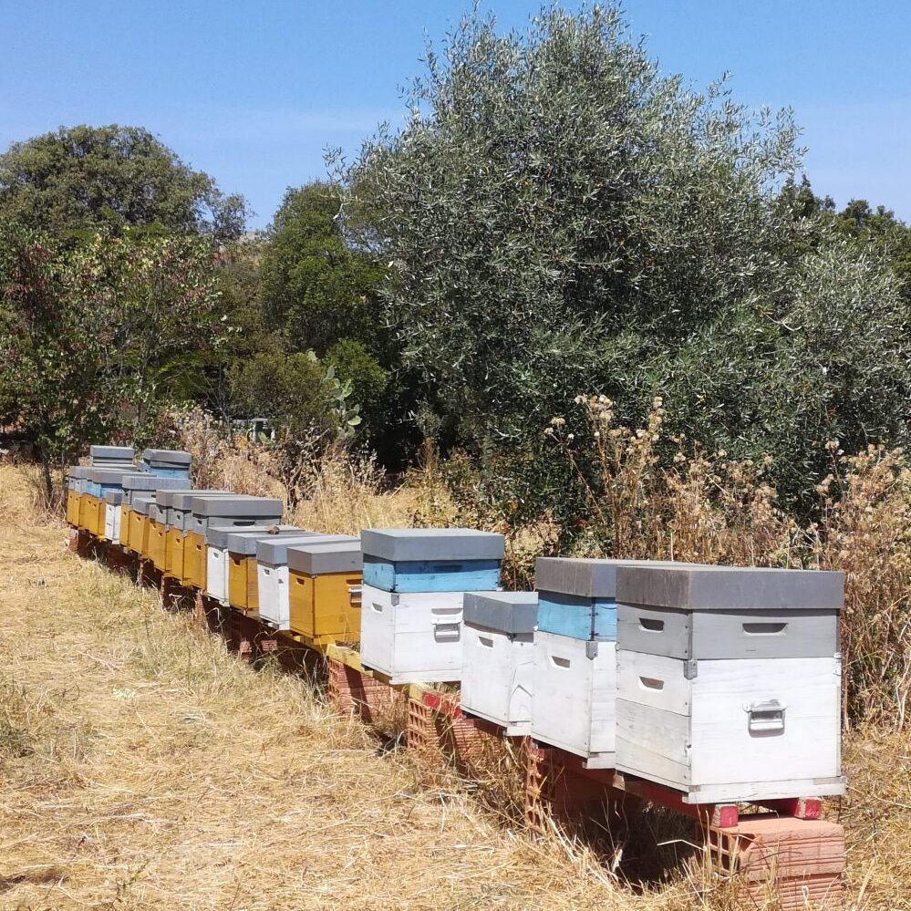 Beehives, Sardinia
