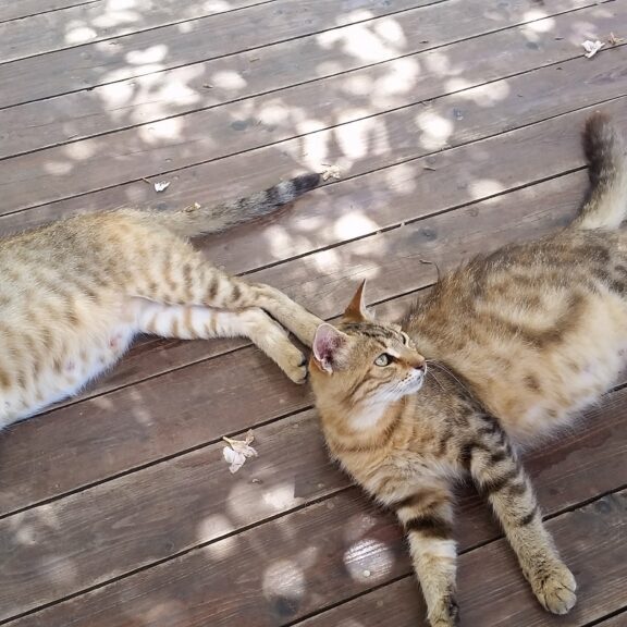 Cats Disinformation Misinformation