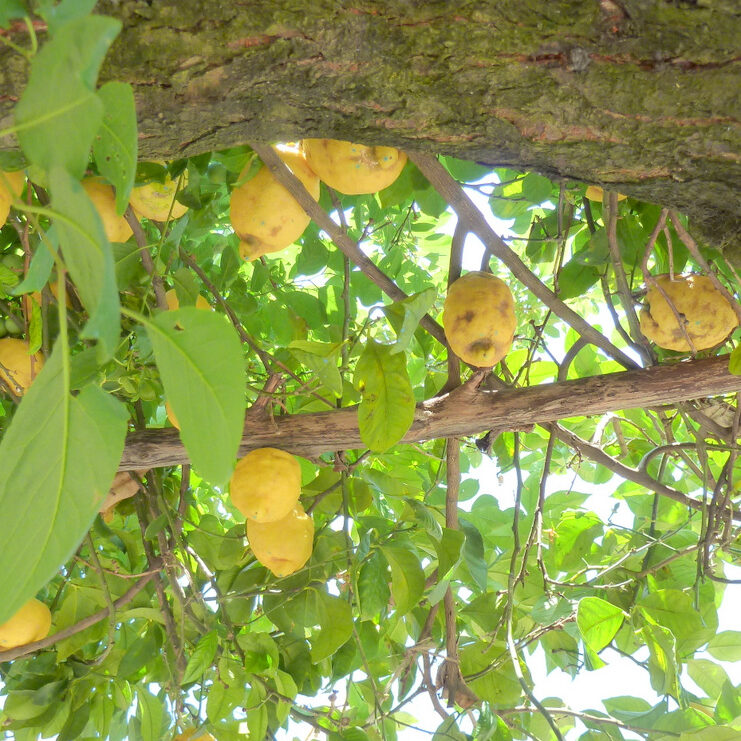 Sorrento lemons limoncello
